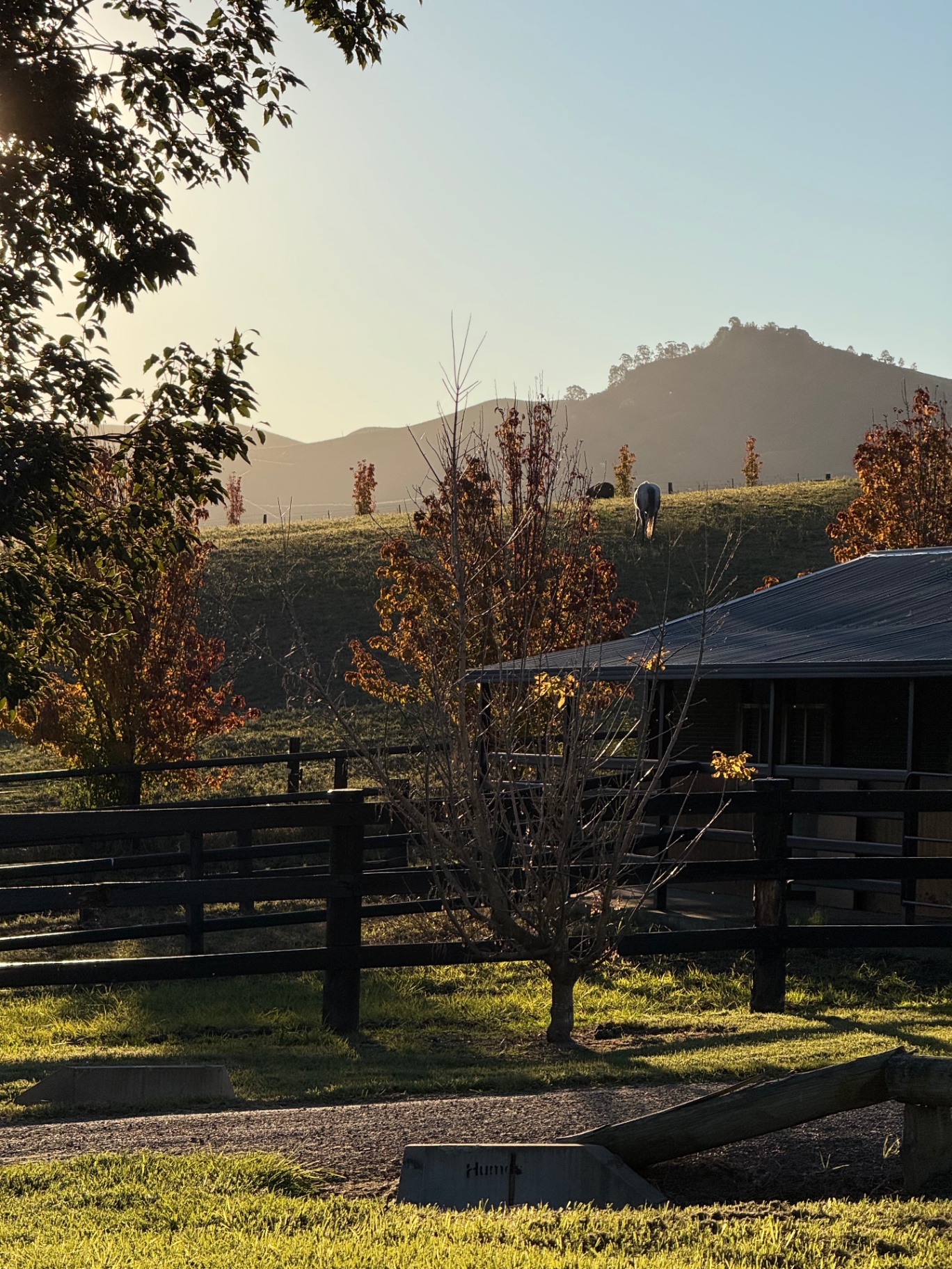 Rural property stables and paddocks at golden hour